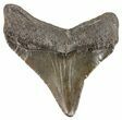 Posterior Megalodon Tooth - South Carolina #52961-1